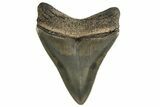 Serrated, Fossil Megalodon Tooth - Georgia #332810-1